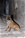 Aristotele - Triola Cane Corso
